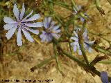 Achicoria - Cichorium intybus. El Puntal - Jan