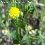 Trbol campesino - Trifolium campestre. Pitillos. Valdepeas
