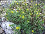Trbol campesino - Trifolium campestre. Pitillos. Valdepeas