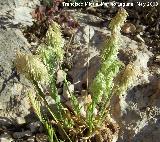 Cepillitos - Lamarckia aurea. Los Caones. Jan