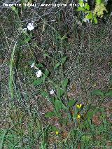Colleja blanca - Silene latifolia. Cerro Veleta - Jan