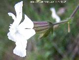 Colleja blanca - Silene latifolia. Cerro Veleta - Jan