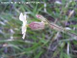 Colleja blanca - Silene latifolia. Pitillos. Valdepeas
