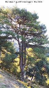 Pino de la Loma del Leganillo Pino de la Loma del Leganillo