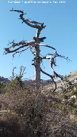 Pino Muerto del Poyo de las Palomas Pino Muerto del Poyo de las Palomas