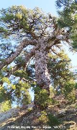 Pino del Tajo Pino del Tajo