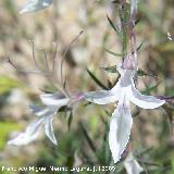 Falso pinillo - Teucrium pseudochamaepitys. Los Caones. Los Villares
