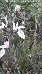 Flores. La Veleta - Los Villares Falso pinillo - Teucrium pseudochamaepitys. Flores. La Veleta - Los Villares