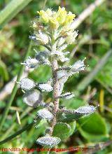 Anteojo de la rabia - Alyssum simplex. Fuente de la Pea - Jan