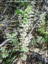 Anteojo de la rabia - Alyssum simplex. Tajos de San Marcos - Alcal la Real