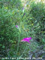 Gladiolo silvestre - Gladiolus italicus. Los Caones. Jan