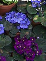 Violeta africana - Saintpaulia ionantha. Crdoba
