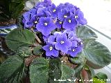 Violeta africana - Saintpaulia ionantha. Jan