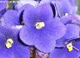 Violeta africana - Saintpaulia ionantha. Jan