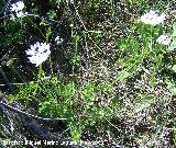 Orlaya - Orlaya grandiflora. Los Caones. Los Villares