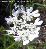 Orlaya - Orlaya grandiflora. Los Caones. Los Villares