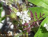 Orlaya - Orlaya grandiflora. Los Caones. Jan