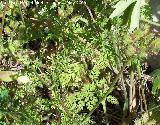Orlaya - Orlaya grandiflora. Los Caones. Jan