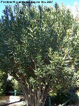 Adelfa - Nerium oleander. Crdoba