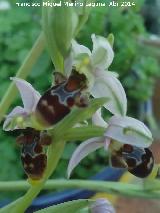 Orqudea araa - Ophrys holoserica. Navas de San Juan
