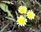 Cerraja lanuda - Andryala integrifolia. Segura