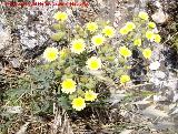 Cerraja lanuda - Andryala integrifolia. Torredelcampo