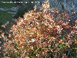 Cornicabra - Pistacia terebinthus. Alhama de Granada