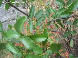 Cornicabra - Pistacia terebinthus. Frutos. Los Caones Jan