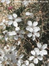 Lino blanco - Linum suffruticosum. El Cerrajn - Los Villares