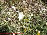 Lino blanco - Linum suffruticosum. Santa Ana - Torredelcampo