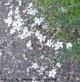 Lino blanco - Linum suffruticosum. Pitillos. Valdepeas