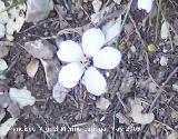 Lino blanco - Linum suffruticosum. Pitillos. Valdepeas