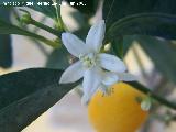 Kumquat - Fortunella margarita. Los Villares