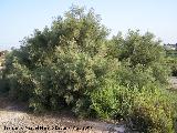 Sabina albar - Juniperus thurifera. Santa Pola