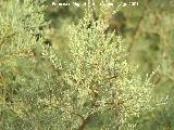 Sabina albar - Juniperus thurifera. Santa Pola