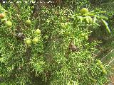 Sabina albar - Juniperus thurifera. Los Caones Jan