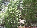 Sabina albar - Juniperus thurifera. Pitillos. Valdepeas