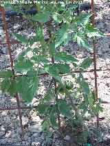 Tomatera - Solanum lycopersicum. Los Villares