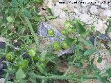 Tomatera - Solanum lycopersicum. Los Caones (Jan)