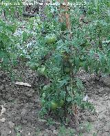 Tomatera - Solanum lycopersicum. Los Anchos - Santiago Pontones