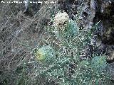 Cardo blanco - Cirsium ferox. Arroyo Canales - Segura de la Sierra