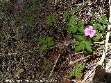 Hierba de San Roberto - Geranium robertianum. Ro Morles - Orcera