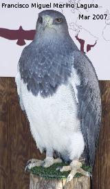 Pájaro Águila mora - Geranoaetus melanoleucus. Granada