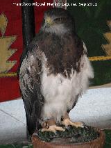 Pájaro Águila mora - Geranoaetus melanoleucus. Jaén
