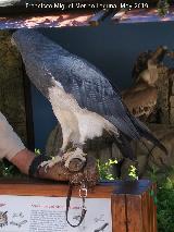Pájaro Águila mora - Geranoaetus melanoleucus. Parque de las Ciencias - Granada