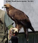 Pájaro Águila real - Aquila chrysaetos. Granada