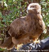 Pájaro Águila real - Aquila chrysaetos. Cazorla