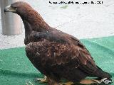 Pájaro Águila real - Aquila chrysaetos. Jaén