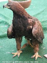 Pájaro Águila real - Aquila chrysaetos. Jaén
