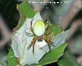 Araña calabaza - Araneus cucurbitinus. Segura